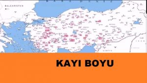 Anadolu’ya gelen Türk Boyları 