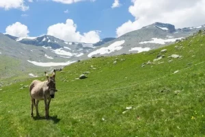 Türkiye'de Yayla Turizmi Nerelerde Yapılır